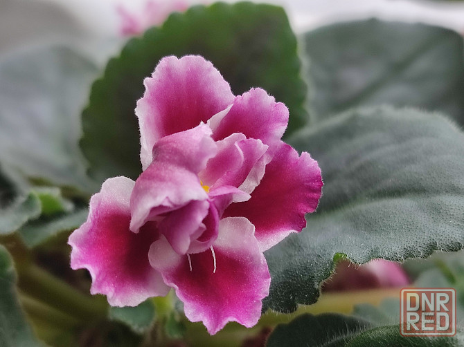 Фиалка сортовая Морозная вишня (Морев) Донецк - изображение 2