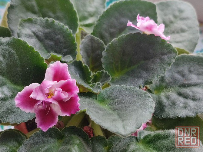 Фиалка сортовая Морозная вишня (Морев) Донецк - изображение 4