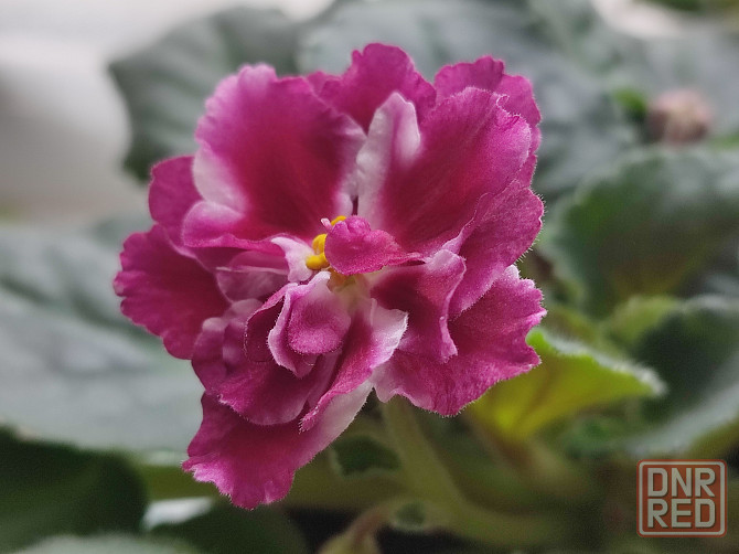 Фиалка сортовая Морозная вишня (Морев) Донецк - изображение 1