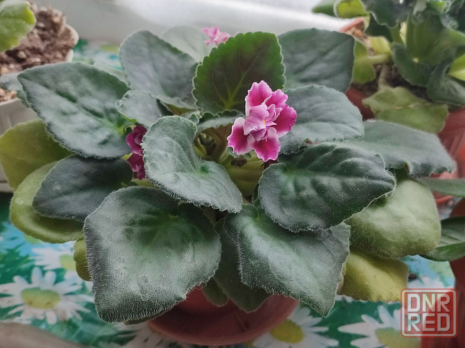 Фиалка сортовая Морозная вишня (Морев) Донецк - изображение 5