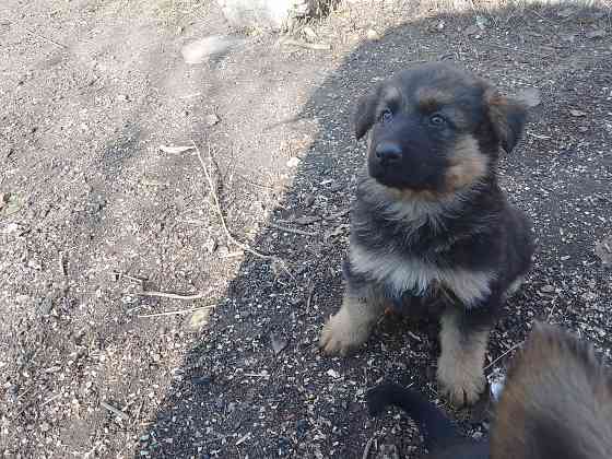 Щенки немецкой овчарки Донецк