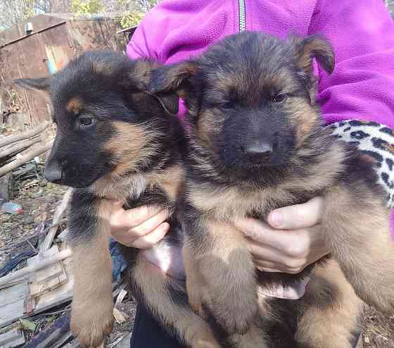 Щенки немецкой овчарки Донецк