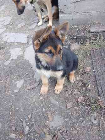 Щенки немецкой овчарки Донецк