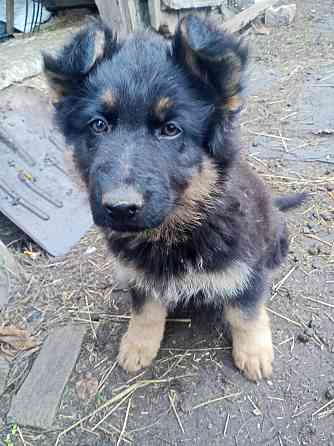 Щенки немецкой овчарки Донецк