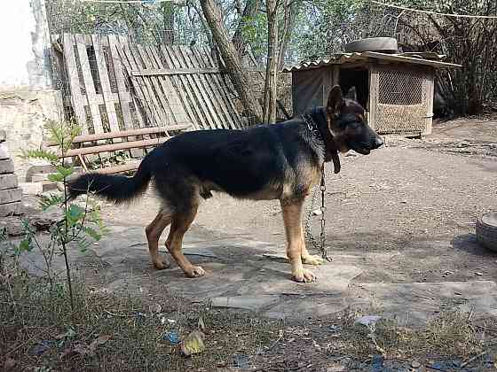 Щенок немецкой овчарки Донецк