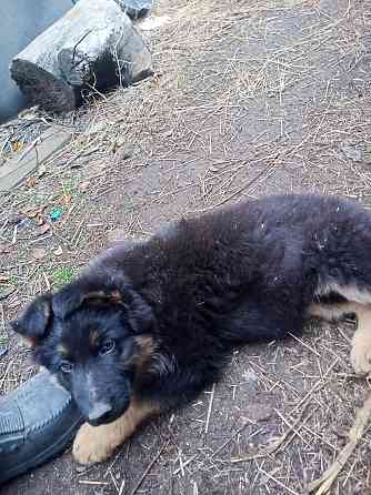 Щенки немецкой овчарки Донецк