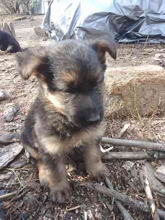 Щенки немецкой овчарки Донецк