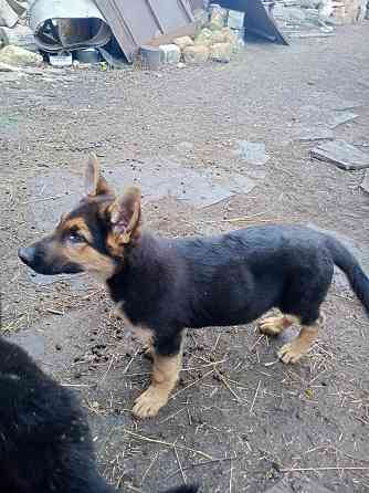 Щенки немецкой овчарки Донецк
