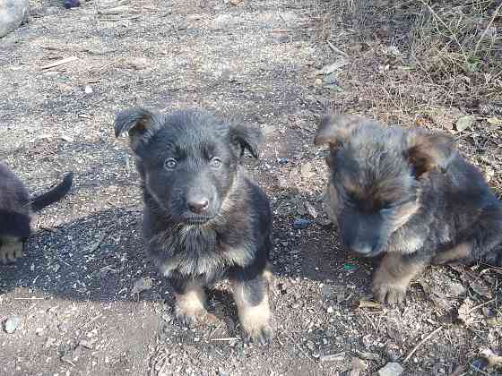 Щенки немецкой овчарки Донецк