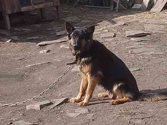 Щенок немецкой овчарки Донецк
