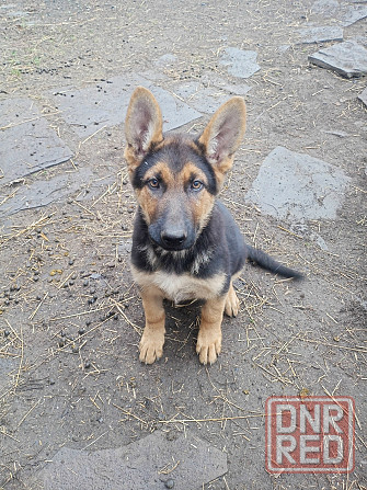 Щенок немецкой овчарки Донецк - изображение 3