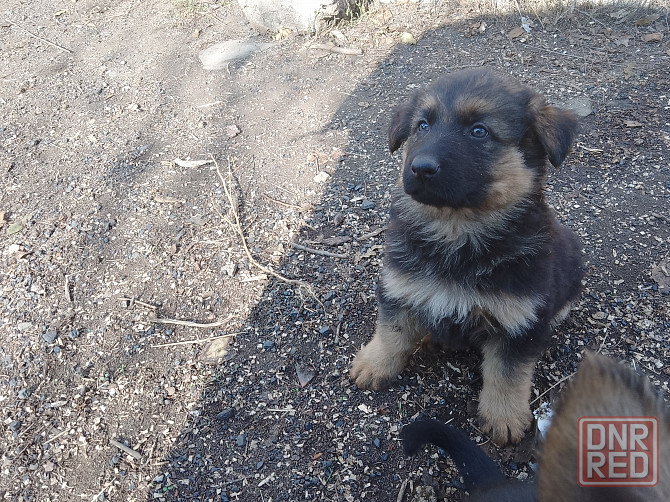 Щенки немецкой овчарки Донецк - изображение 5