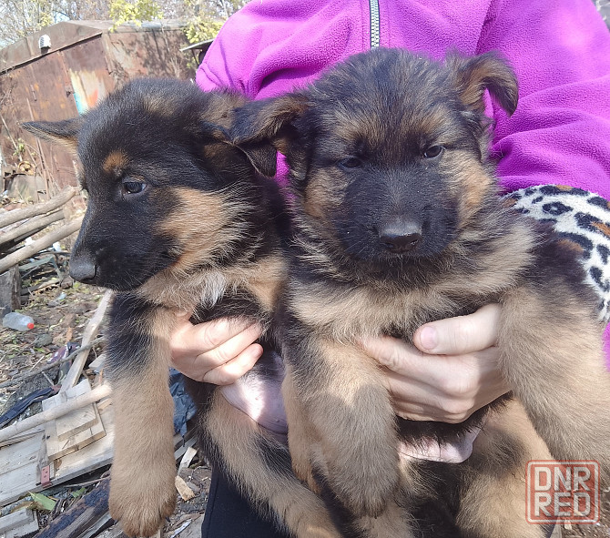 Щенки немецкой овчарки Донецк - изображение 3