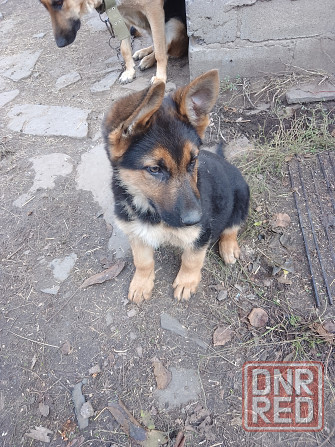 Щенки немецкой овчарки Донецк - изображение 1