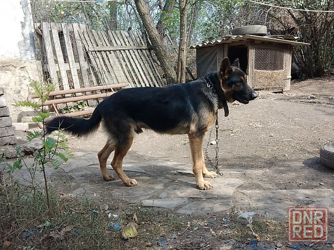 Щенок немецкой овчарки Донецк - изображение 4