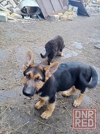 Щенок немецкой овчарки Донецк - изображение 2