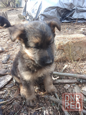 Щенки немецкой овчарки Донецк - изображение 4