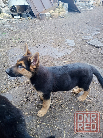 Щенок немецкой овчарки Донецк - изображение 1