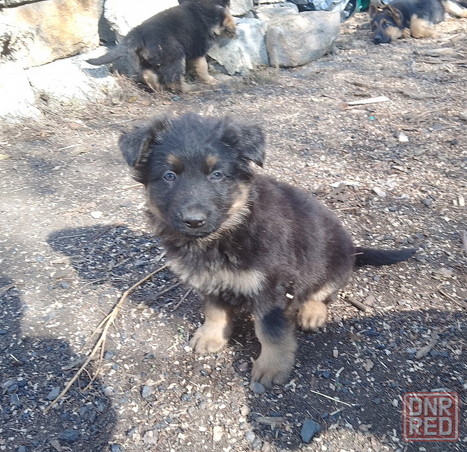 Щенки немецкой овчарки Донецк - изображение 8