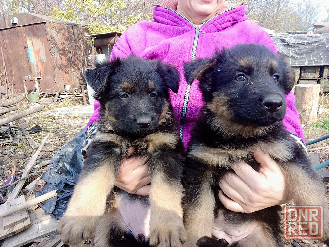 Щенки немецкой овчарки Донецк - изображение 2