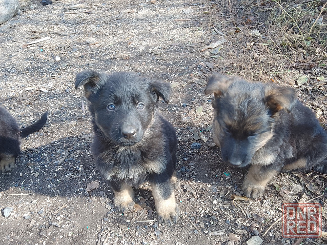 Щенки немецкой овчарки Донецк - изображение 6