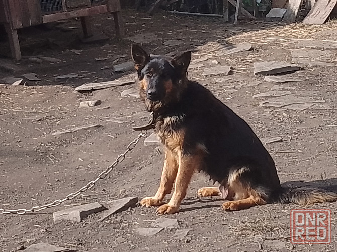 Щенок немецкой овчарки Донецк - изображение 5