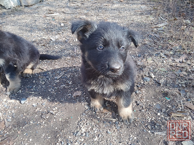 Щенки немецкой овчарки Донецк - изображение 7