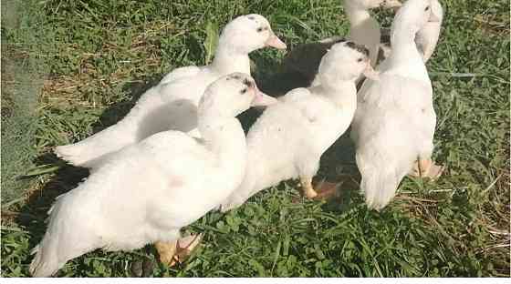 Утка Мулард продам Донецк