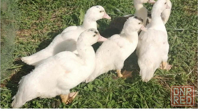 Утка Мулард продам Донецк - изображение 1