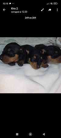 Бронь щенков цвергпинчера. Ура мы родились!!! Донецк