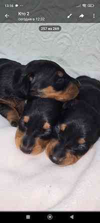 Бронь щенков цвергпинчера. Ура мы родились!!! Донецк