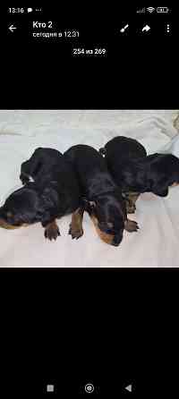 Бронь щенков цвергпинчера. Ура мы родились!!! Донецк
