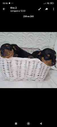 Бронь щенков цвергпинчера. Ура мы родились!!! Донецк