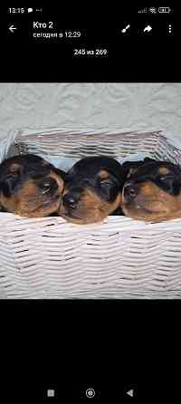 Бронь щенков цвергпинчера. Ура мы родились!!! Донецк