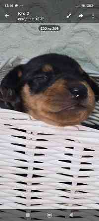 Бронь щенков цвергпинчера. Ура мы родились!!! Донецк