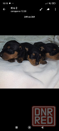 Бронь щенков цвергпинчера. Ура мы родились!!! Донецк - изображение 6
