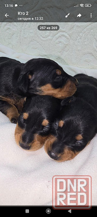 Бронь щенков цвергпинчера. Ура мы родились!!! Донецк - изображение 2