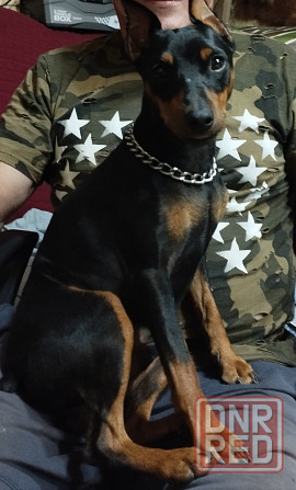 Бронь щенков цвергпинчера. Ура мы родились!!! Донецк - изображение 7