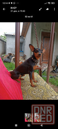 Бронь щенков цвергпинчера. Ура мы родились!!! Донецк - изображение 8
