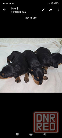 Бронь щенков цвергпинчера. Ура мы родились!!! Донецк - изображение 4