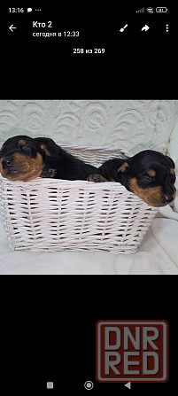 Бронь щенков цвергпинчера. Ура мы родились!!! Донецк - изображение 5