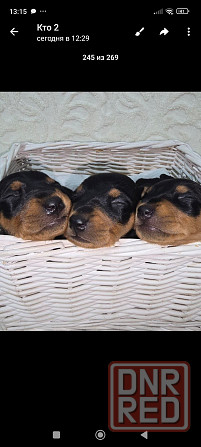 Бронь щенков цвергпинчера. Ура мы родились!!! Донецк - изображение 3