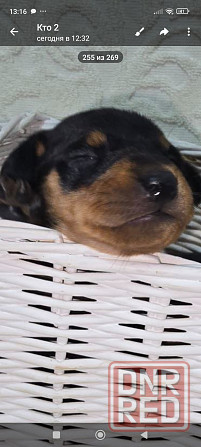 Бронь щенков цвергпинчера. Ура мы родились!!! Донецк - изображение 1