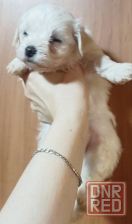 Щенки мальтезе Донецк - изображение 1