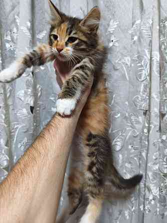 Котята Донецк