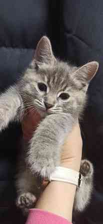 Котята Донецк