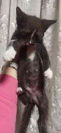 Котята Донецк