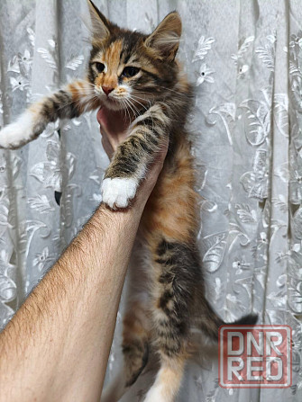 Котята Донецк - изображение 1