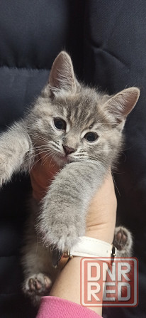 Котята Донецк - изображение 3