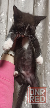 Котята Донецк - изображение 2